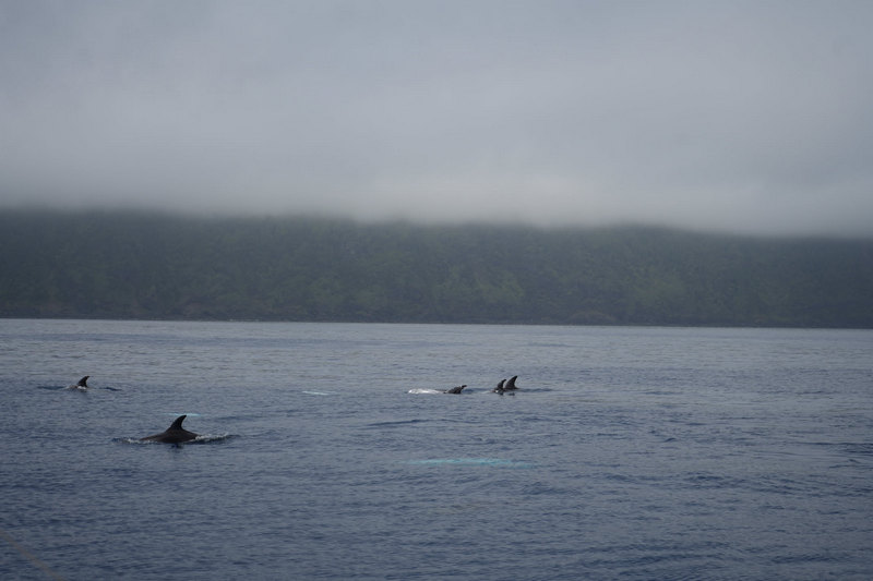 Whales/Trollfjord